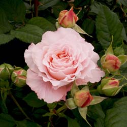 Rose 'André Le Notre'